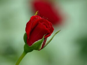 Heartland Cremation - Marlene Esther (Haller) Wheatley