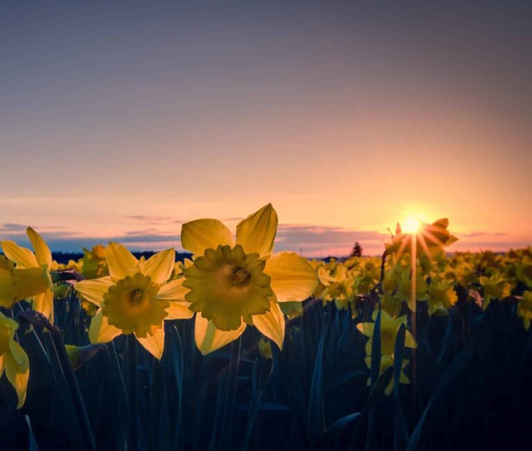 daffodil-e1663524402574
