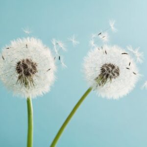 Heartland Cremation default Obituary dandelions