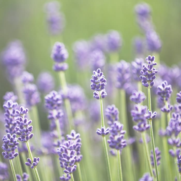 Heartland Cremation default Obituary lavender