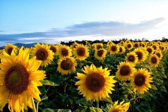 sunflower_yellow_flowers_215332